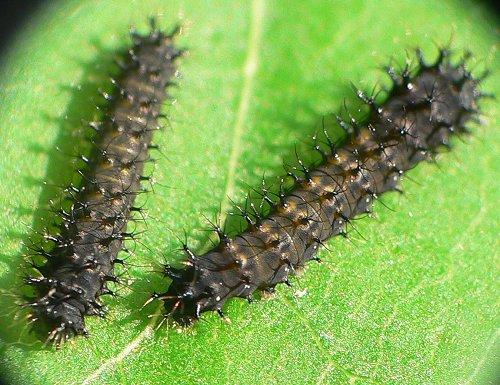 1st-instar-caterpillar-7-4-061