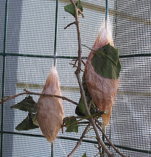 2-cocoons-sept-2004