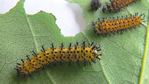 2nd-instar-caterpillars-7-11-05