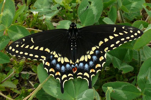 black-swallowtail-5-08-male