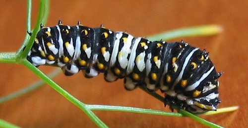black-swallowtail-caterpillar2