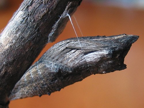 black-swallowtail-chrysalis-brown