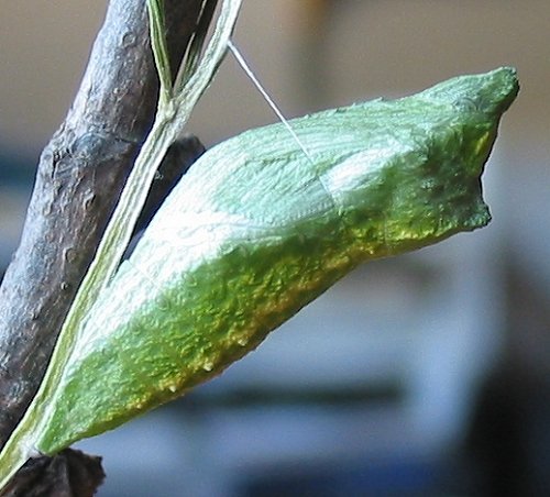 black-swallowtail-chrysalis-green-2