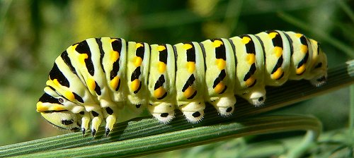 caterpillar-7-27-051