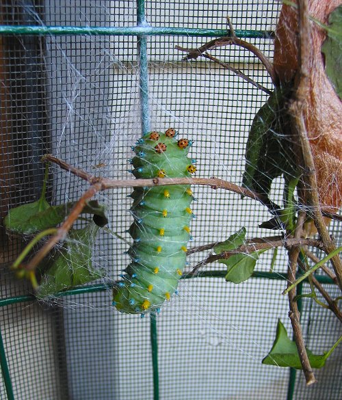 cecropia-moth-caterpillar-beginning-its-cocoon
