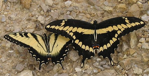 giant-and-tiger-swallowtails