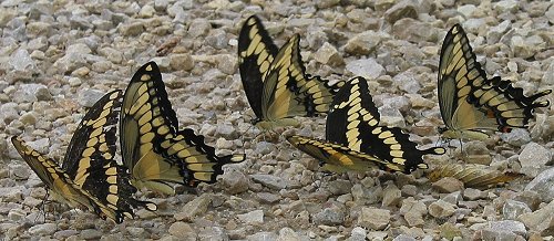 giantswallowtails-1-corrected-8-4-02
