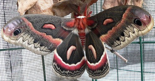 male-cecropia-moth-6-15-06