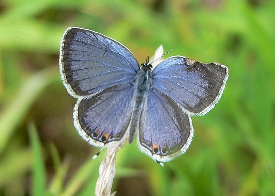eastern-tailed-blue-2-8-15-05-small