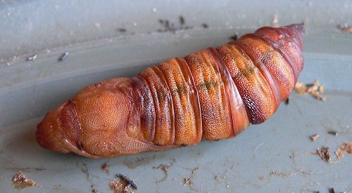 white-lined-sphinx-moth-pupa-8-07