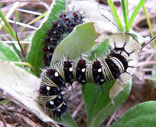 american-painted-lady-caterpillars-6-7-07