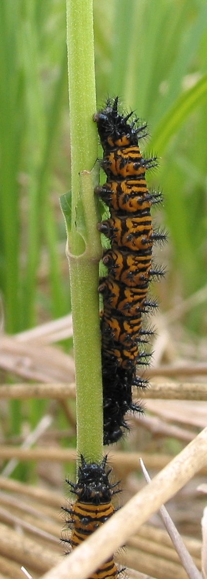 baltimore-checkerspot-caterpillar-4