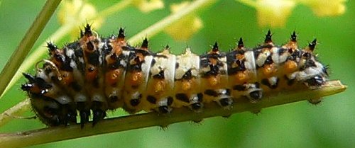 black-swallowtail-caterpillar-on-yellow-pimpernel-6-06