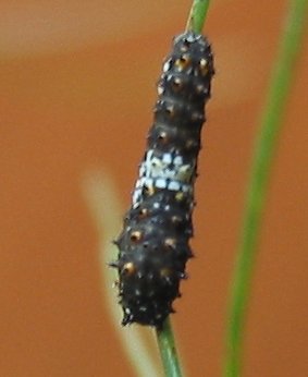 black-swallowtail-caterpillar3