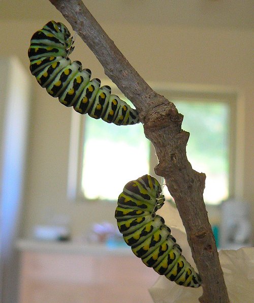 black-swallowtail-caterpillars-ready-to-make-chrysalises
