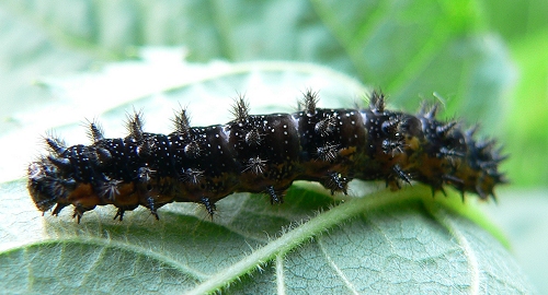 caterpillar-1-6-2-06