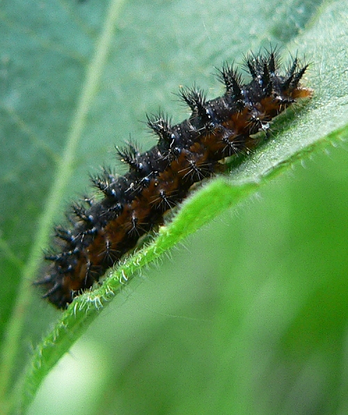 caterpillar-2-6-2-06
