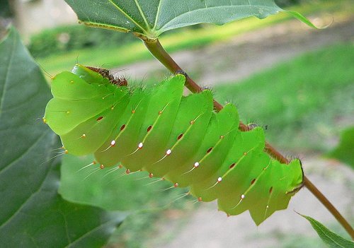 caterpillar-2-7-26-06