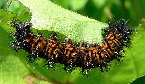 caterpillar-eating-plantain-leaf-6-06