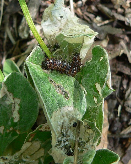 caterpillar-in-nest-6-27-071