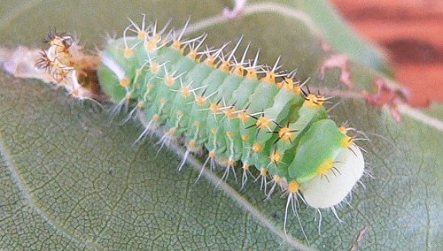 caterpillar-with-shed-skin-6-27-07