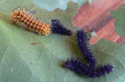 caterpillars-7-9-07