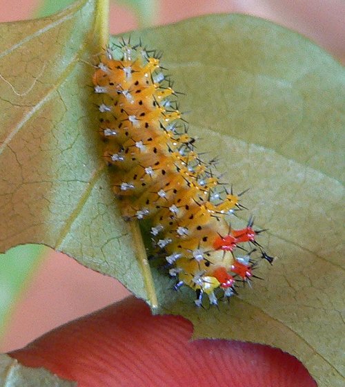 cecropia-caterpillar-3rd-instar