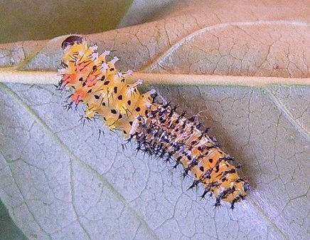 cecropia-caterpillar-shedding-skin-from-2nd-to-3rd-instar-resized