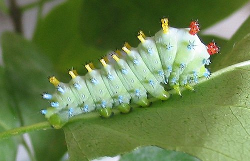 cecropia-moth-caterpillar-3