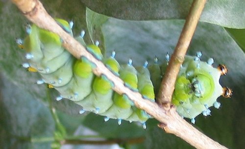 cecropia-moth-caterpillar-8-5-04-underside