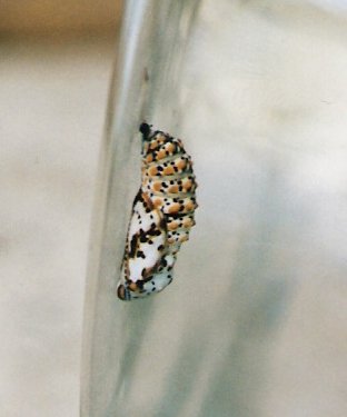 chrysalis-2-from-35mm-camera-late-1990s