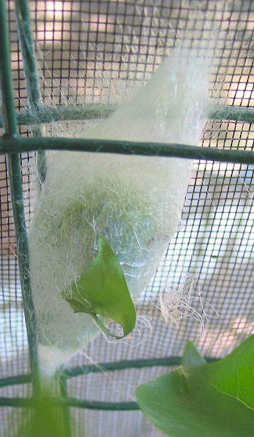 cocoon-first-day-with-caterpillar-visible-inside