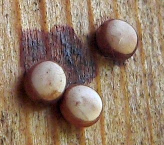 eggs-on-porch-cropped-5-27-06