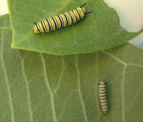monarch-caterpillars-7-05