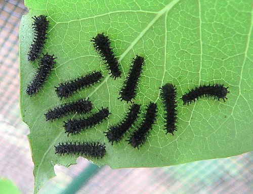 newly-hatched-caterpillars-6-29-05