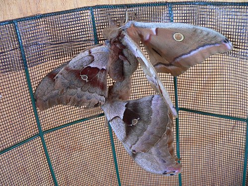 polyphemus-moths-3-mating-7-26-06