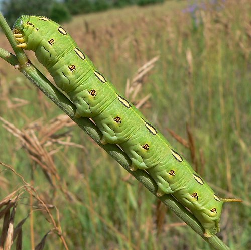 white-lined-sphinx-moth-caterpillar-red-wing-airport-7-9-07