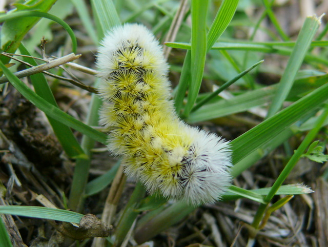 Ctenucha virginica caterpillar