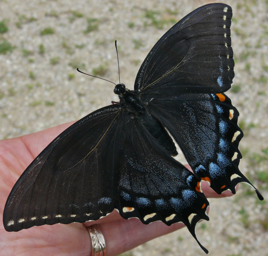 Papilio glaucus adult female