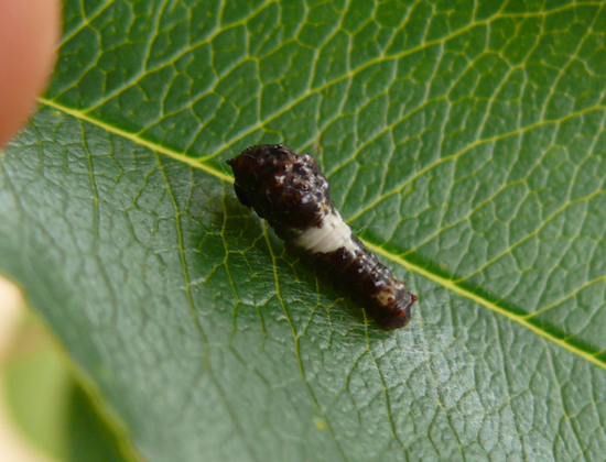 Papilio glaucus larva