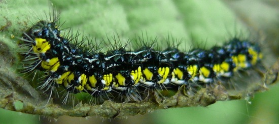 Haploa contigua larva